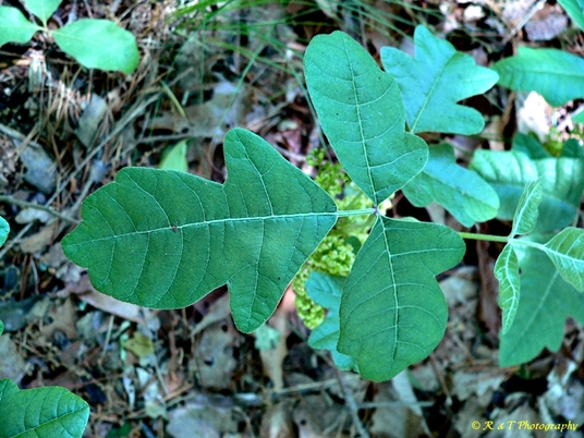{Toxicodendron pubescens}